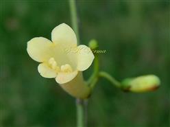  White flowers